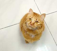 Adopt a cat from ehs and offer a permanent home to a rescued cat. Dogs Cats For Adoption And Sale In Malaysia Adopt Cute Puppies Kittens Or Foster Rescued Animals Petfinder My