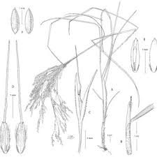 Image result for Agrostis kilimandscharica