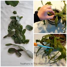 You can fertilize it 2 to 3 times a year but once the buds start to appear, stop feeding it. I Pruned The Christmas Cactus Feathers In The Woods