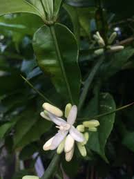 Image result for Citropsis