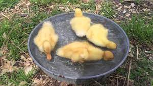 A male duck is called a drake and the female is called a duck, or in ornithology a hen. Baby Pekin Ducks Swim For The Very First Time Youtube