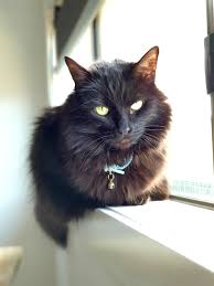 Black And White Orange Cat Looking Fierce Orange Cats Black Cat White Cats