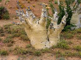 Image result for Cyphostemma hereroense