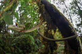 Somehow, they had been hung on barbs on the fence and left to dry. From Above Of Bright Yellow Snake With Spots Curled Up On Brown Trunk Stockphoto