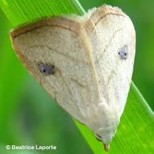 Image result for Hermannia parvula