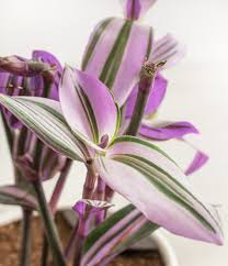 Image result for Tradescantia