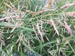 I referral possono provenire da una serie di sorgenti, tra cui post di google gruppi o. Pin Su Gardening Giardinaggio