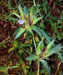 Image result for Blepharis katangensis