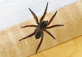Wolf spiders bites are poisonous, but not lethal. The Wolf Spider Is Autumn S Most Frightening Home Intruder The Washington Post