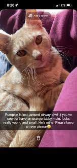 Lost dog at California City park