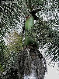 Image result for Roystonea regia