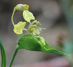 Image result for Commelina triangulispatha
