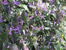 Image result for Dicliptera