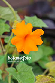 Image result for Thunbergia gregorii