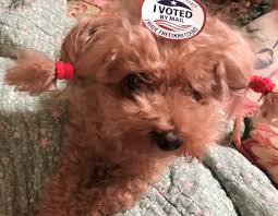 Maybe you would like to learn more about one of these? Pre Filled Voter Registrations Mailed To Dead Relatives Pets Land O Lakes Fl Patch