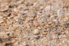 It goes without mentioning that using the ideal tools for the task can find the job done effortlessly. How To Grow Succulents From Seed The Greedy Vegan