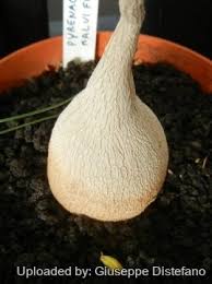 Image result for Pyrenacantha