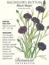 In the past, it often grew as a weed in cornfields (in the broad sense of corn, referring to grains, such as wheat, barley, rye, or oats), hence its name.it is now endangered in its native habitat by agricultural intensification, particularly by over. 13 Bachelor Button Ideas Bachelor Buttons Planting Flowers Blue Flowers