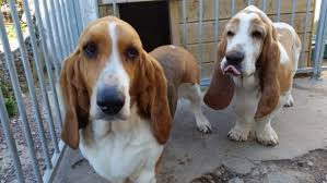 Basset hounds puppies for rehoming near me. Basset Hound Puppies Done Deal Off 68 Www Usushimd Com