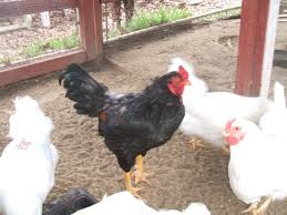 Cornish game hens sold in the supermarket are the commercial cornish/rock crosses butchered at two pounds. Dark Cornish And White Rock Cross Meat Project Backyard Chickens Learn How To Raise Chickens