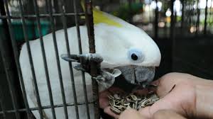 Find bird supplies online at petsmart, with the latest accessories including stylish cages, fun toys, perches and bedding. Boston S Best Pet Shops For Bird Owners Cbs Boston