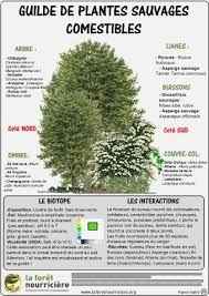 Poster Du Mois Jardin Foret Jardin Forestier Plantes Sauvages Comestibles