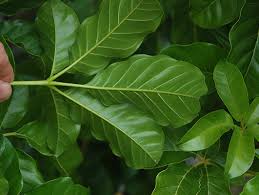 Image result for Vitex fischeri