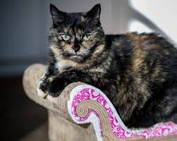 Dilute calico coloring is blue/gray and tan patches on a white/cream fur background, rather than the standard calico of black and red patches on a white fur background. Uc Davis Study Calico Tortoiseshell Female Cats Often Most Challenging The Sacramento Bee
