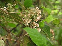 Image result for Rogiera amoena