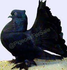 Indian Fantail Black Fantail Pigeon Pigeon Breeds Pigeons For Sale