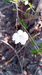 Image result for Mostuea