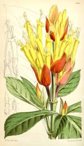 Image result for Sanchezia