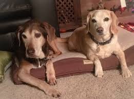 **the aspca is committed to prioritizing the health and safety of the community, the animals in our care and our staff, and we are adopting a pet in the new york city or los angeles area? Springfield Moms Dads Grandparents Free Family Resources For Springfield And Central Illinois Area Pet Adoption Agencies