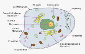 Nucleus Transparent Organelle Vacuole In A Cell Diagram Hd Png Download Kindpng Are you searching for nucleus cell png images or vector? cell diagram hd png download