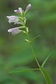 Image result for Physostigma mesoponticum