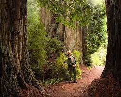 Image of Redwood National and State Parks
