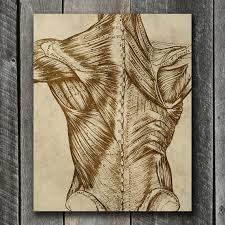 Shop wall art decor, home décor, cookware & more! Back Anatomy Print Printable Anatomy Art Chiropractor Doctor Gifts