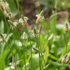It will kill broadleaf plantain down to the roots, guaranteed. How To Grow Broad Leaved Plantain