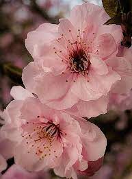 Pin By Viviane Onbelet On La Rose La Reine Des Fleurs Pretty Flowers Japanese Flowers Flower Photos