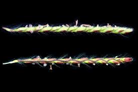 Image result for Urochloa dictyoneura