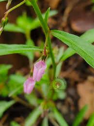 Image result for Afrohybanthus enneaspermus