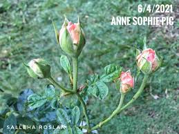 Berkebun merupakan suatu perkejaan yang sangat mulia. Theravest Therapant Premium Beautiful Korset Harga Termurah 2020 Cara Kurus Cepat Selamat Cara Penjagaan Pokok Bunga Rose Untuk Newbie