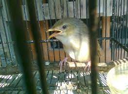 10 Ciri Ciri Fisik Burung Ciblek Gunung Muda Hutan Jantan Paling Akurat Kicau Mania