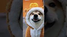  49 Ide About Obit Di 2021 Anjing Lucu Hewan