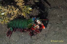 Did you know that the mantis shrimp has the world's fastest punch? Mantis Shrimps Tough Strong And Hot Poseidon S Web