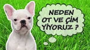 Kopekler Neden Ot Yer Fransiz Bulldog Youtube