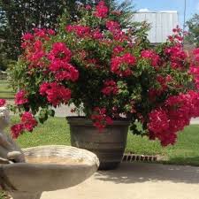 Pin On Trees Home In Gardin