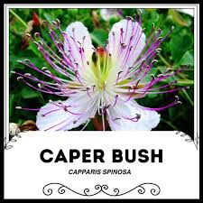 Image result for Capparaceae