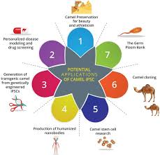 Would you like to contribute? The Current Perspectives Of Dromedary Camel Stem Cells Research Sciencedirect
