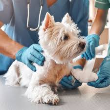 Signs That Your Pet Needs Emergency Veterinary Care